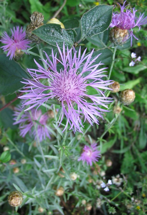 Centaurea scabiosa ? No, Centaurea gr. jacea